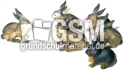 Hasen1+5.jpg